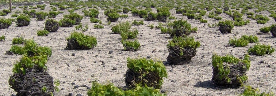 'Koutsoyannopoulos winery' vineyards
